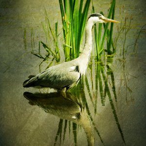 Heron